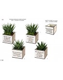 vaso porta pianta con frase  vaso porta pianta con frase