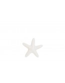 stella marina piccola le stelle stella marina piccola le stelle
