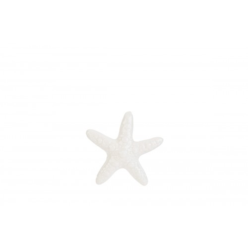 stella marina piccola le stelle