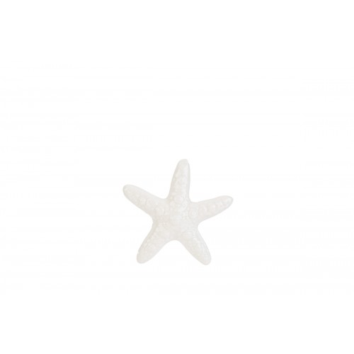 stella marina piccola le stelle stella marina piccola le stelle