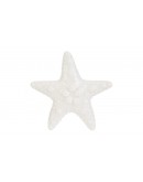 stella marina grande le stelle