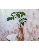 vaso portafiori in legno d'ulivo fatto a mano vaso portafiori in legno d'ulivo fatto a mano